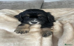 Cockapoo dogs for sale: Adorable F1 cockapoo puppies  - Image 1
