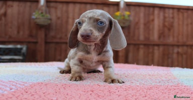 Miniature Dachshund dogs - Advert 8