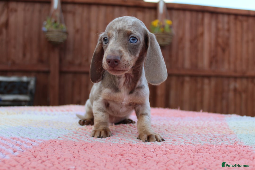 Miniature Dachshund dogs for sale: Miniature Dachshund puppies  - Image 2