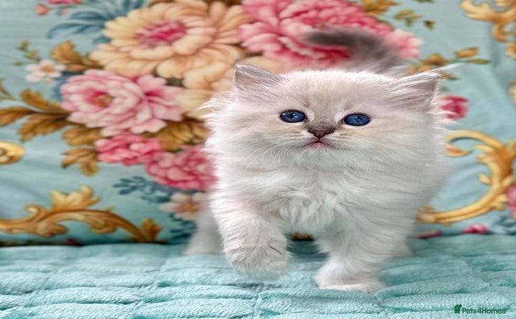 Ragdoll cats - Advert 11