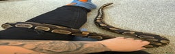 Python Snake reptiles for sale: Ball python Monty  - Advert 3