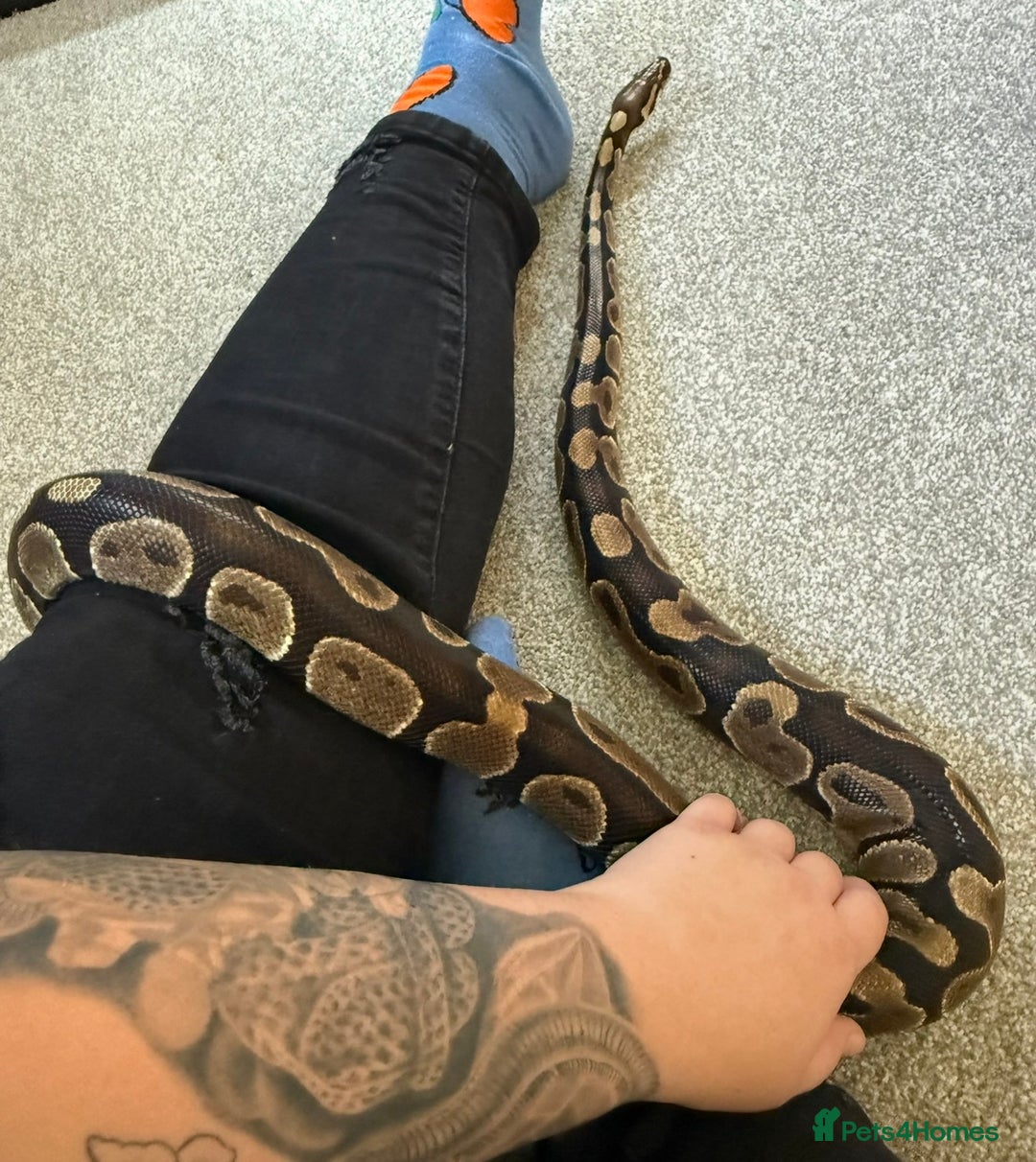 Python Snake reptiles for sale: Ball python Monty  - Advert 3