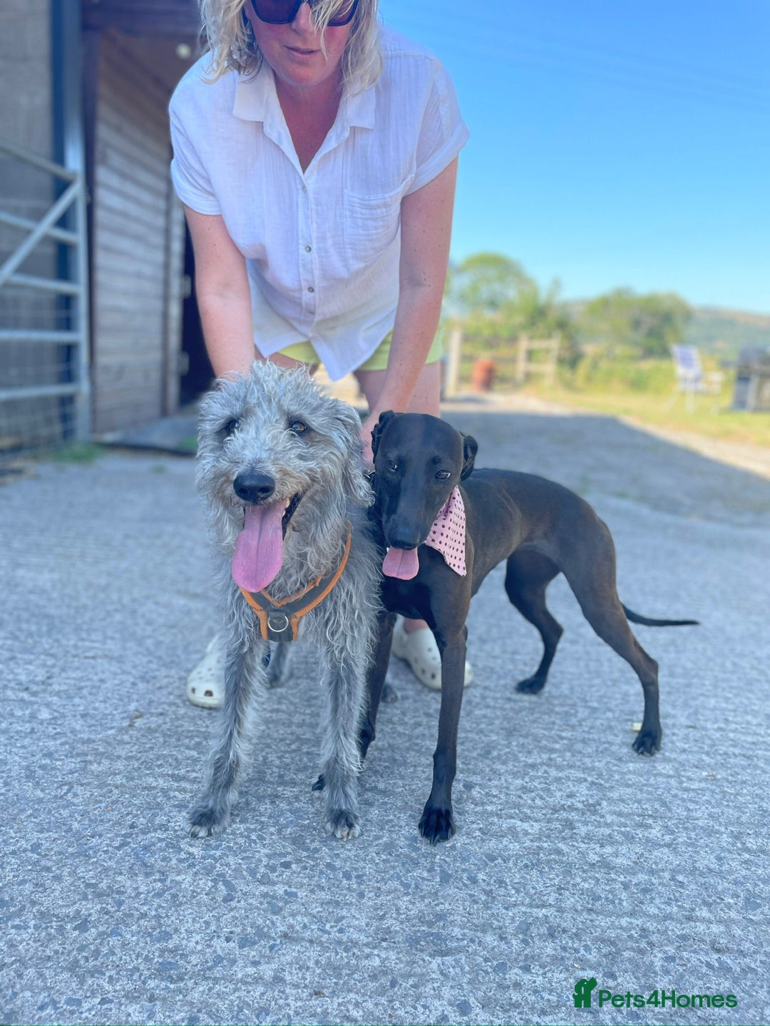 Bedlington Terrier dogs for stud: 3/4 Bedlington 1/4 Whippet Stunning boy for stud - Advert 4