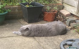 British Shorthair cats for sale: British blue BSH  - Image 1