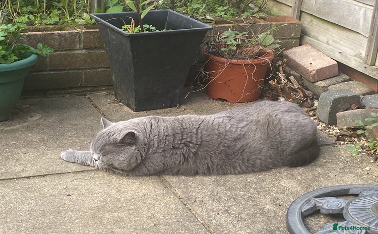 British Shorthair cats - Advert 12