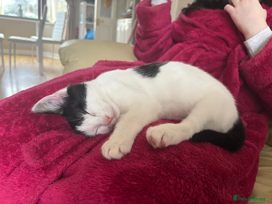 American Shorthair cats for sale: Black and white shorthair kitten  - Advert 5