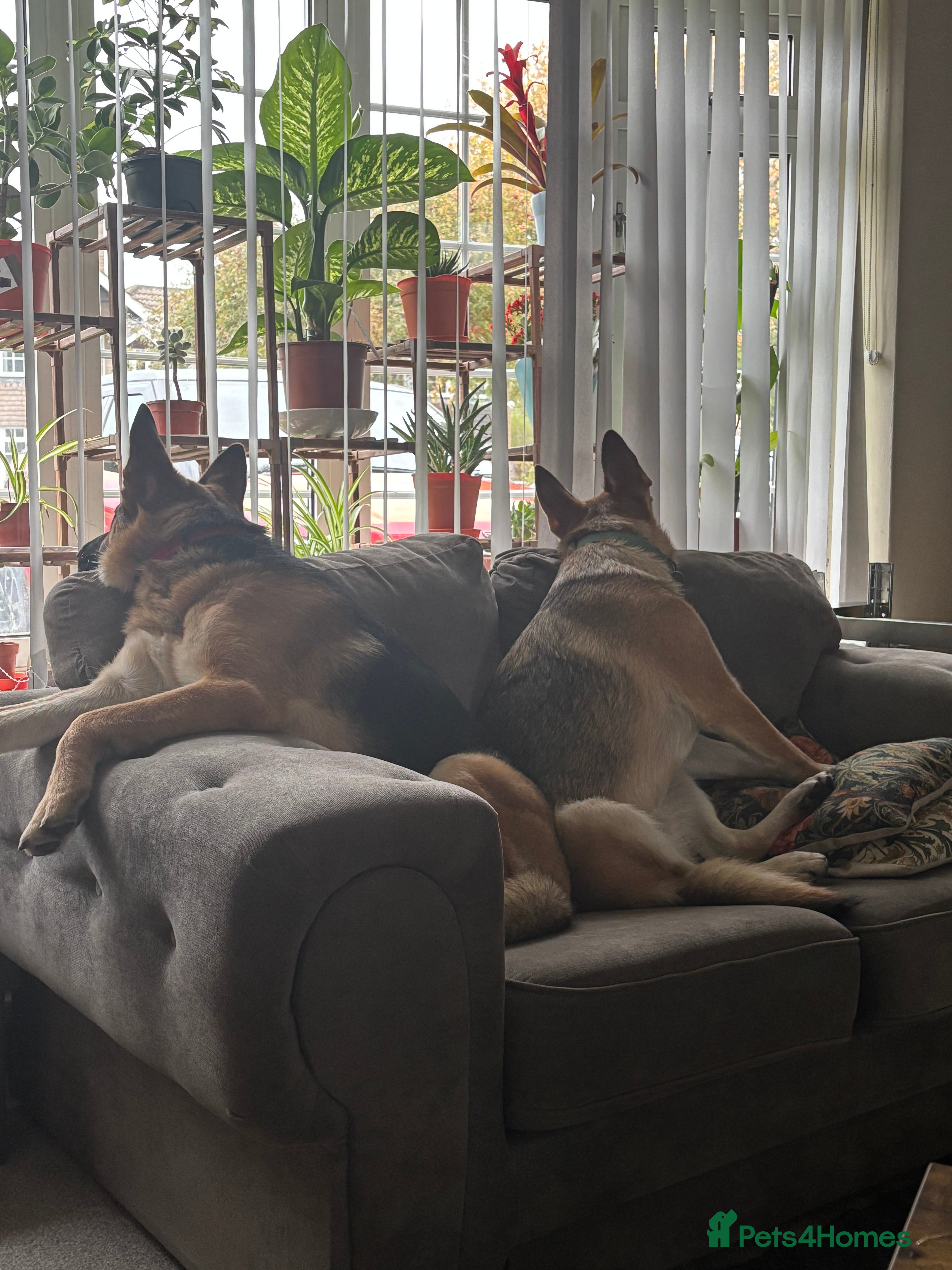 German Shepherd dogs Two perfect GSD girls - Advert 5