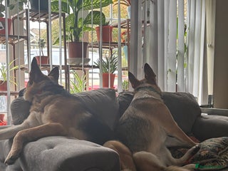 German Shepherd dogs - Advert 7