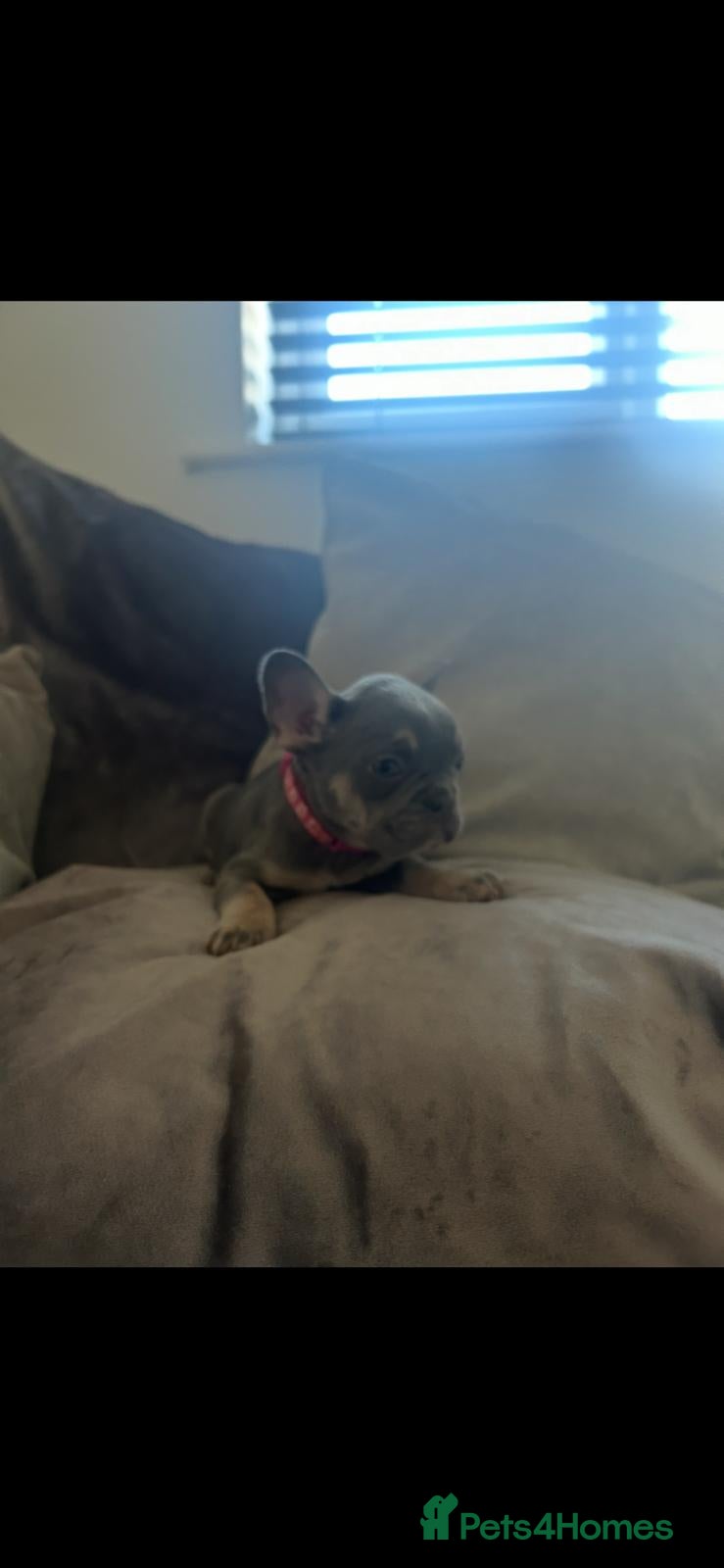 French Bulldog dogs 4 weeks - Advert 2