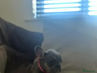 French Bulldog dogs 4 weeks - Advert 2