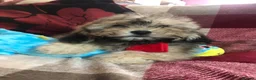 Shihpoo dogs for sale: shihpoo puppies for sale  - Advert 15
