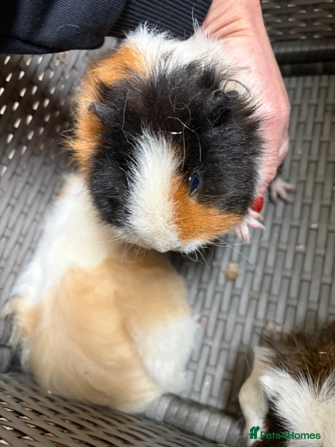 Guinea Pig rodents for sale: Free to good home 3 female Piggies - Advert 6