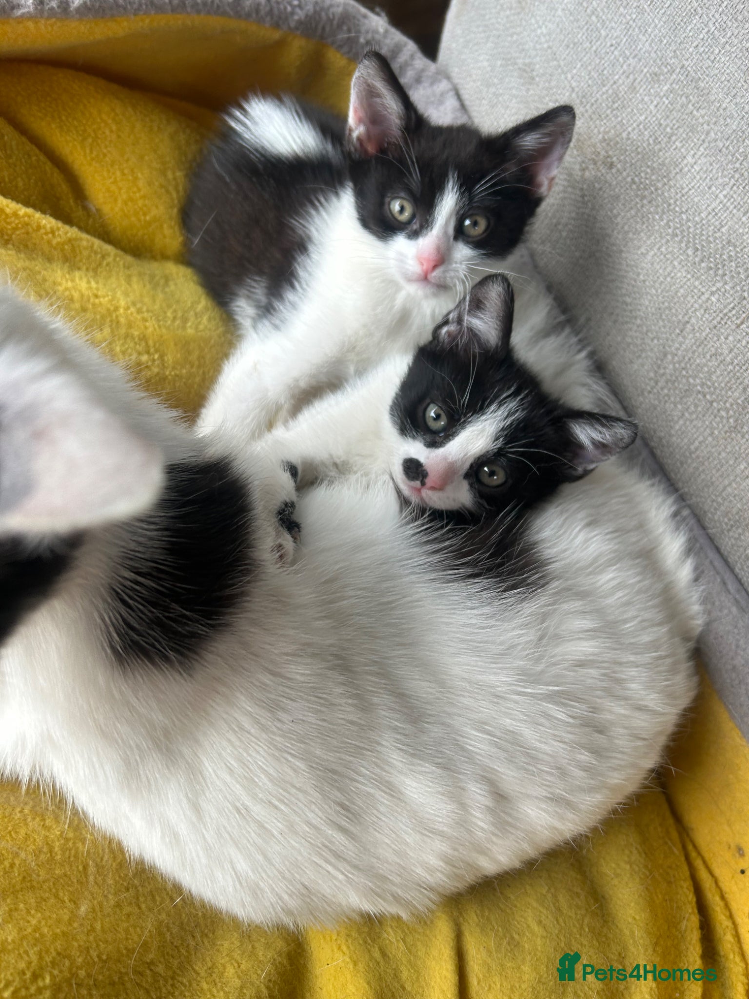Mixed Breed cats for sale: Two cats❤️ in Wembley - Advert 3