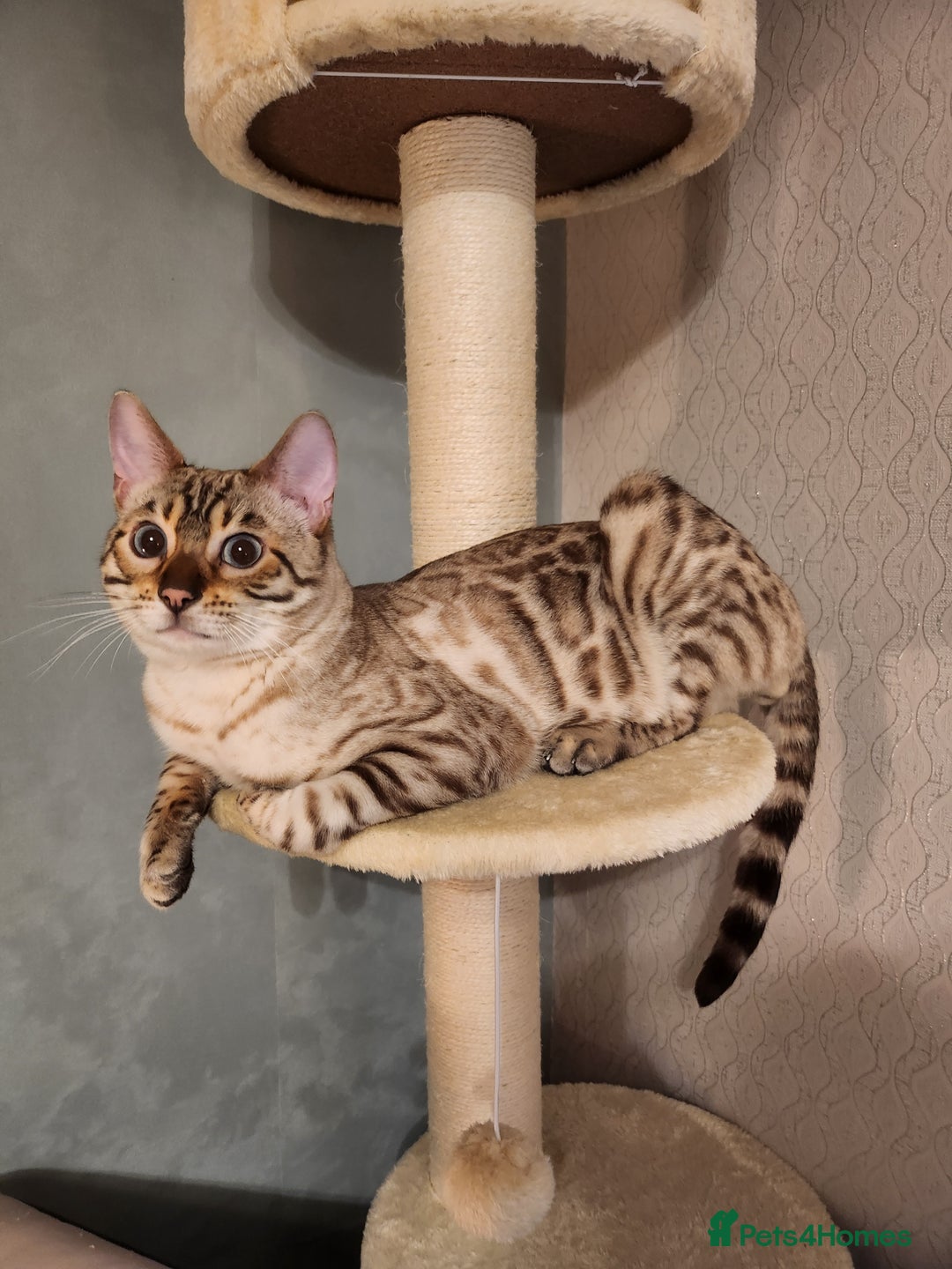 Bengal cats for stud: Proven Snow Bengal for studd in Southampton - Image 6
