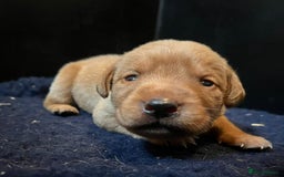 Labrador Retriever dogs for sale: Superb fox red boys - Image 2