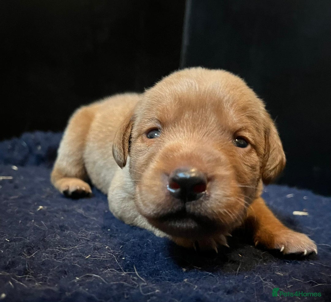 Labrador Retriever dogs for sale: Superb fox red boys - Image 2