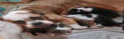 Mixed Breed dogs for sale: Olde tyme bulldog border collie cross puppies  - Advert 2