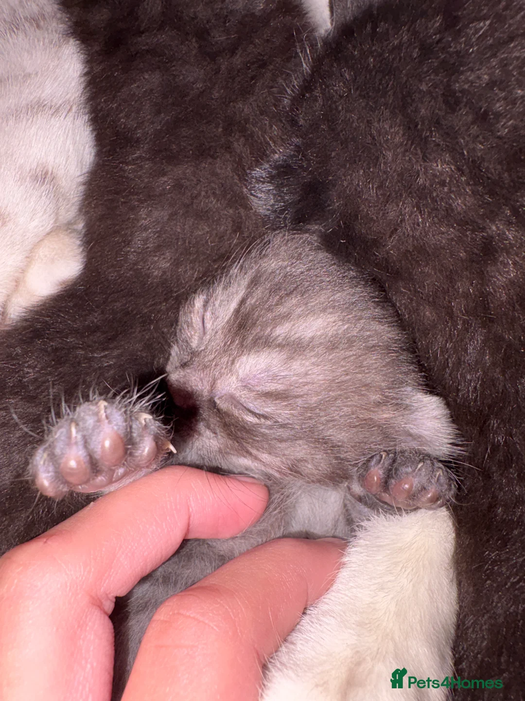 British Shorthair cats for sale: Beautiful British short hair in Birmingham - Advert 2