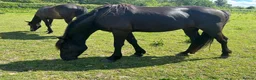 Other Breed horses for sale: 3yo black gelding  - Advert 2