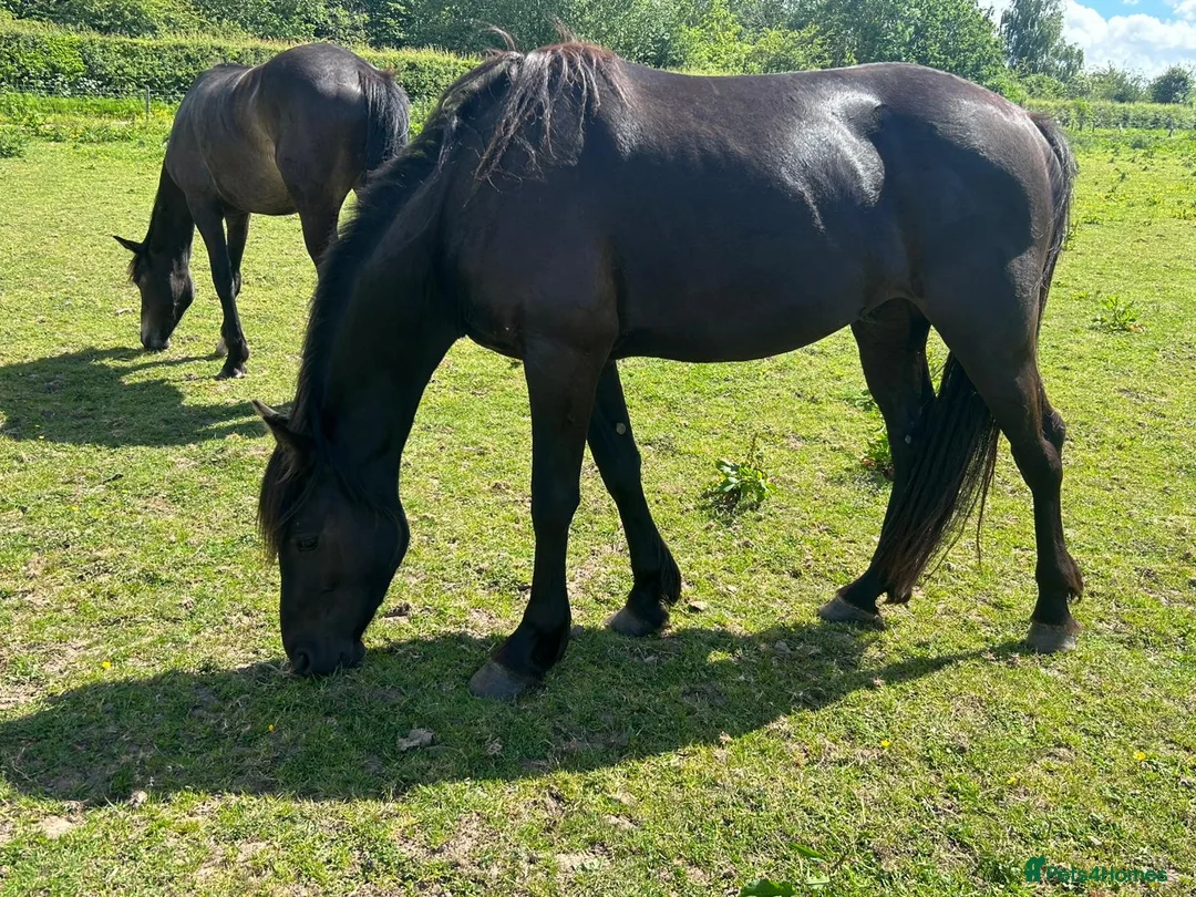 Other Breed horses for sale: 3yo black gelding  - Advert 2