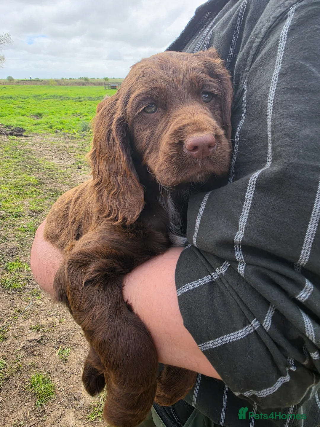 Sprocker dogs for sale: Sprocker spaniel puppies * 1 bitch left * - Advert 2