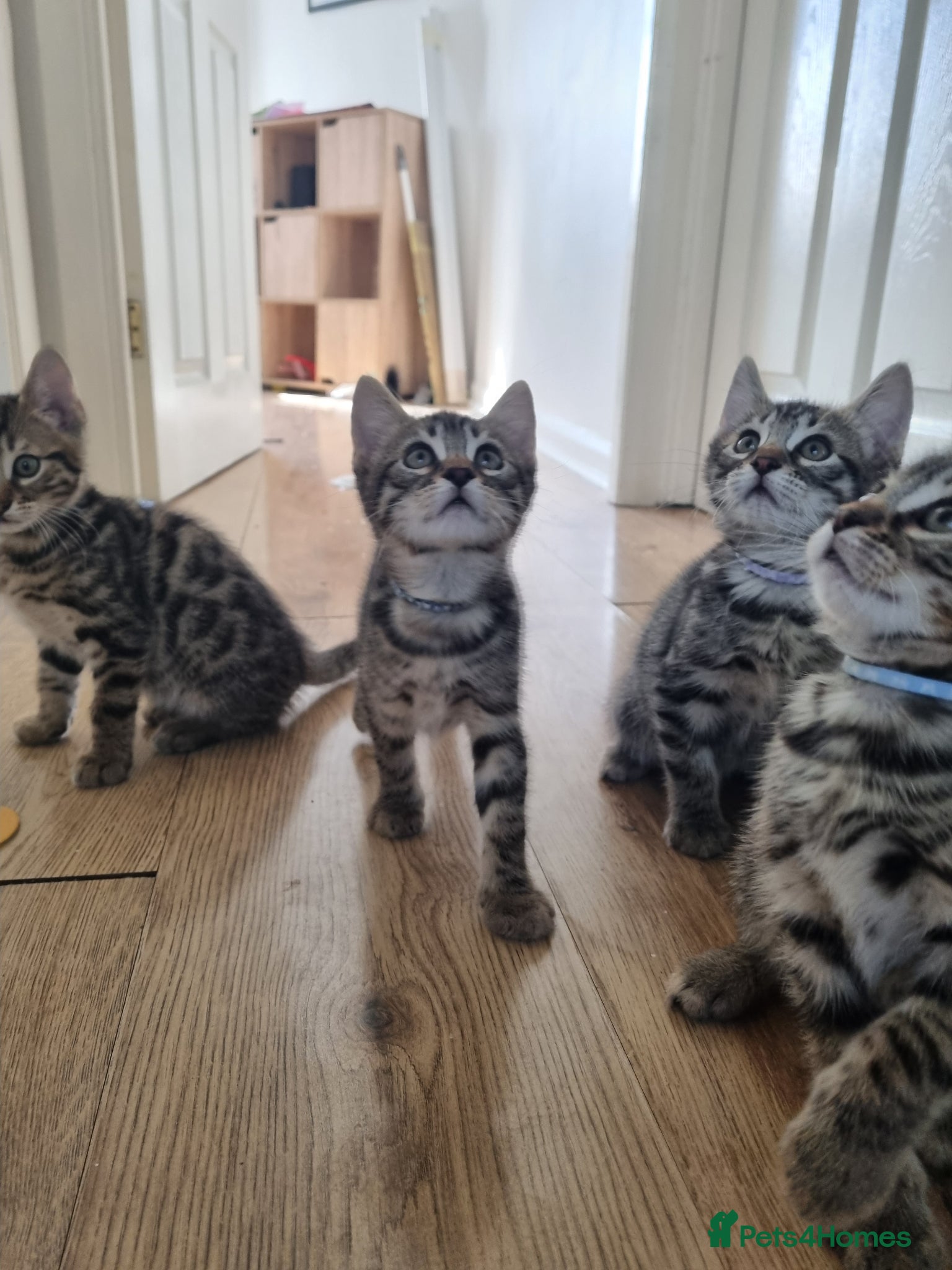Bengal cats Bengal Kittens looking for home🐾 - Advert 1