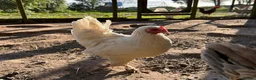 Chickens poultry for sale: 8 small Bantam Hen's available  in Preston - Advert 3