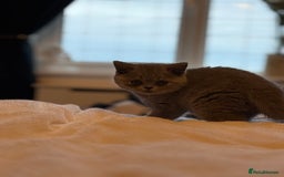 British Shorthair cats for sale: READY COLLECTION THIS WEEKEND! Bsh babies  - Image 13