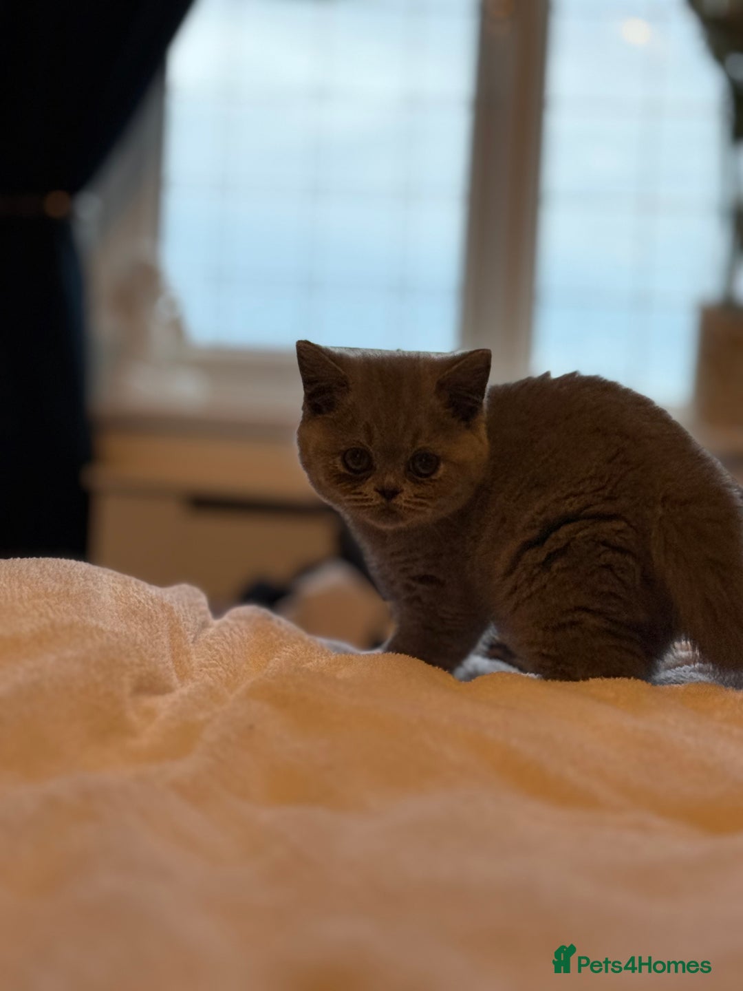 British Shorthair cats for sale: READY COLLECTION THIS WEEKEND! Bsh babies  - Image 13