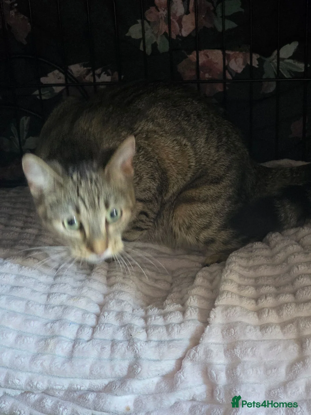 Bengal cats for sale: Half bengal kitten  in Birmingham - Advert 2