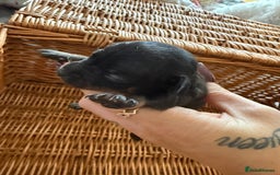 Chihuahua dogs for sale: Beautiful little Chi ready to reserve  - Image 2