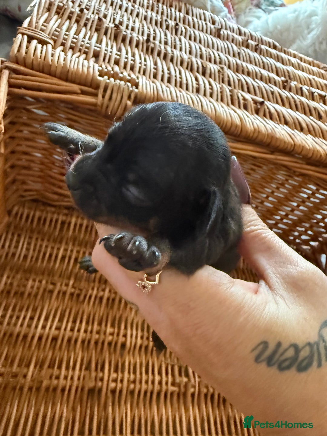 Chihuahua dogs for sale: Beautiful little Chi ready to reserve  - Image 2