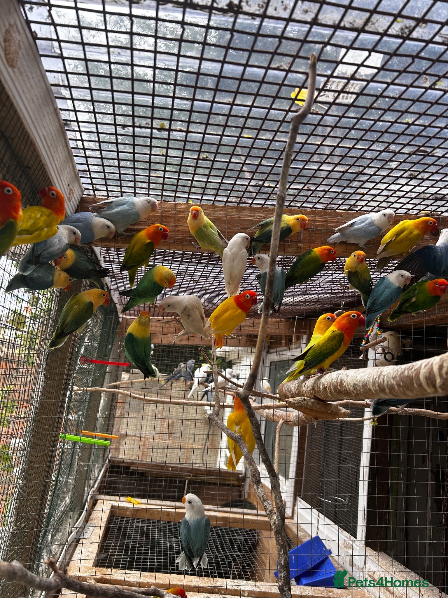 Lovebirds birds Adorable Lovebirds available in Birmingham - Advert 3