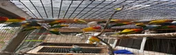 Lovebirds birds for sale: Adorable Lovebirds available in Birmingham - Advert 1