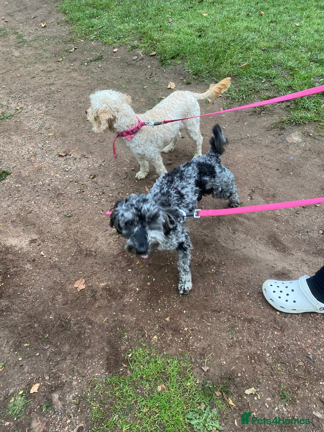 Cockapoo dogs for sale: Cockapoo 2 year old - Advert 18