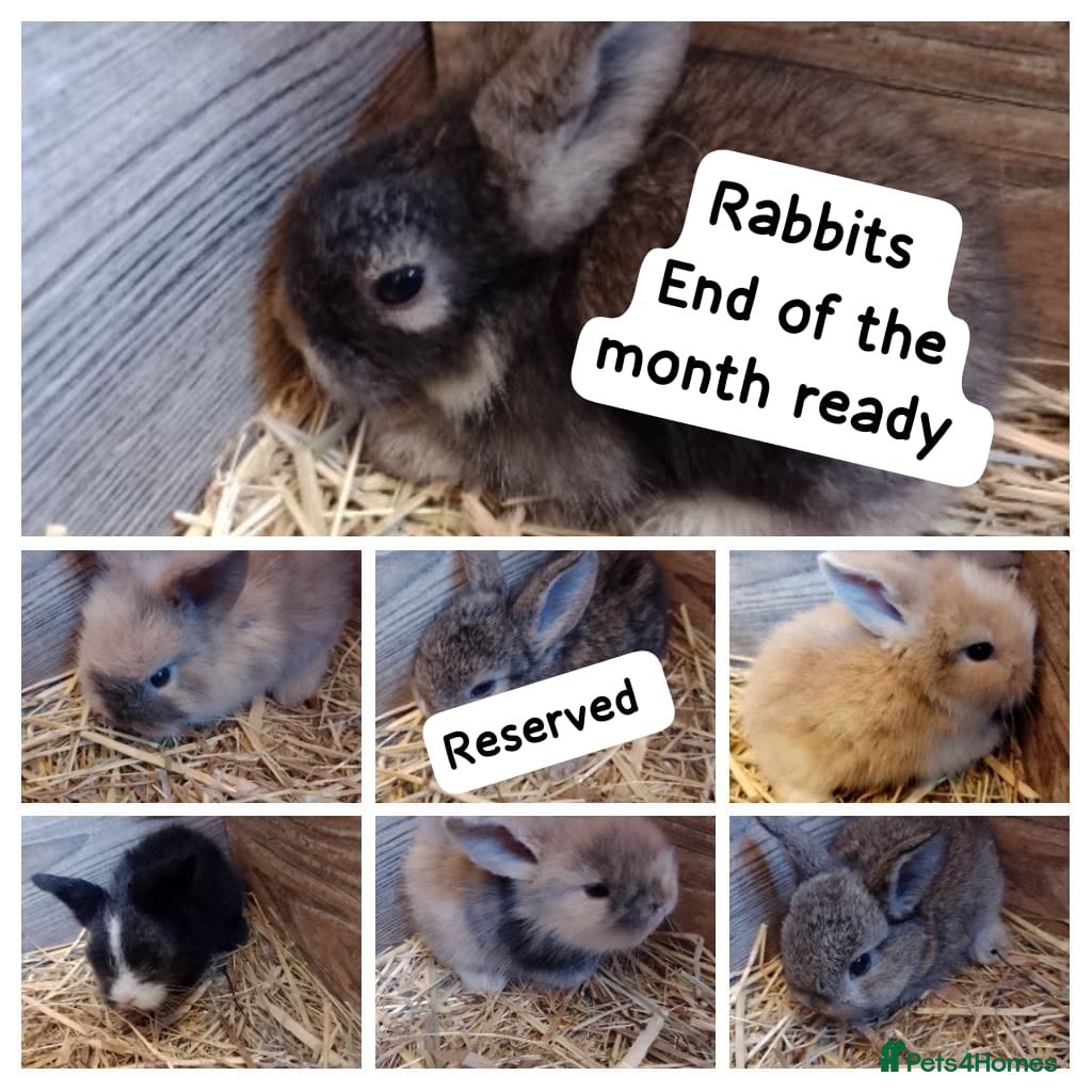 Lionhead rabbits Mini lionheads born  05.04 2026 - Advert 19