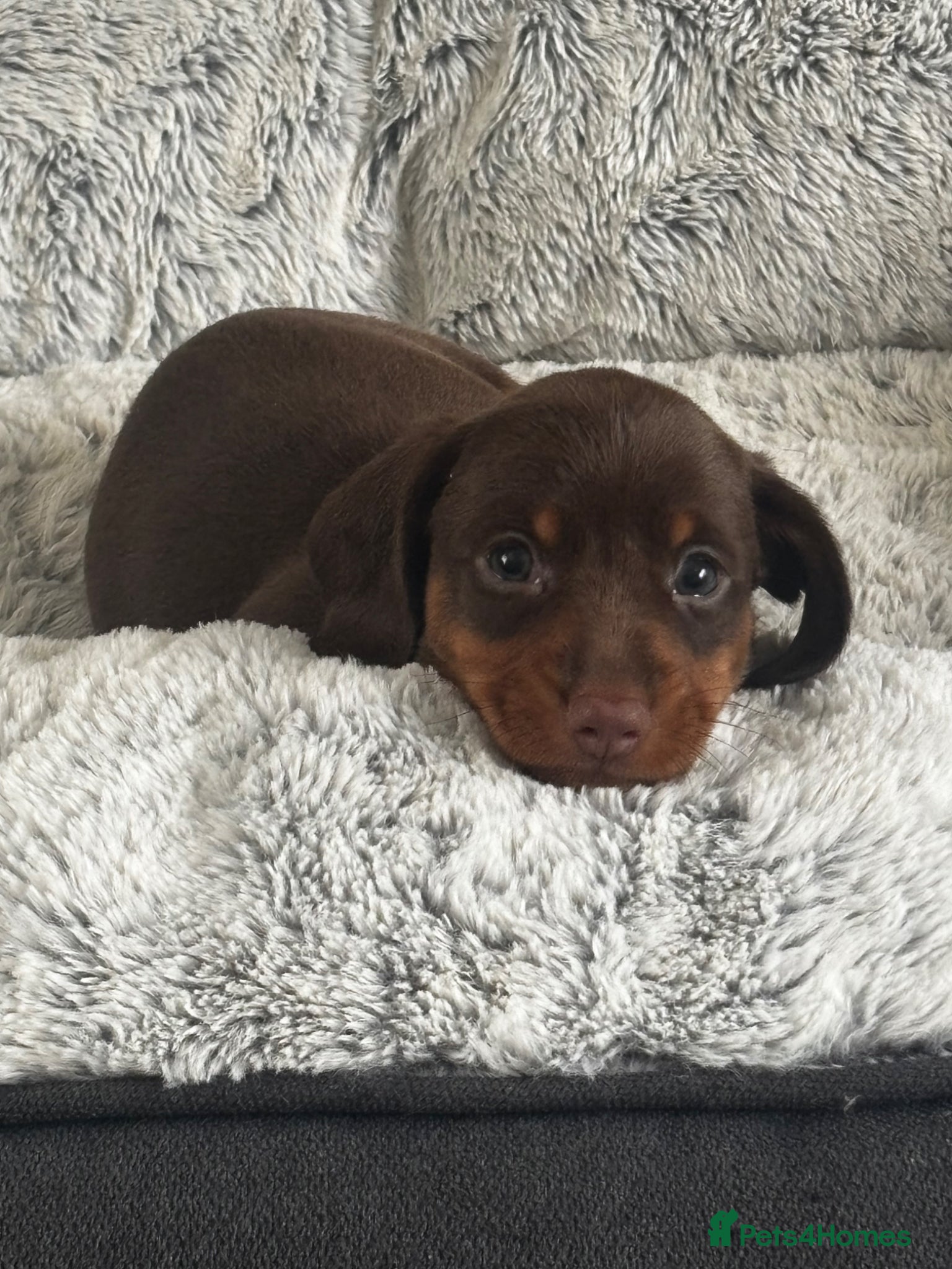 Miniature Dachshund dogs Stunning miniature dachshund puppies 4 LEFT - Advert 2