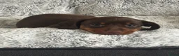 Miniature Dachshund dogs for sale: ✨2 miniature dachshund puppies READY TO LEAVE✨ - Advert 26