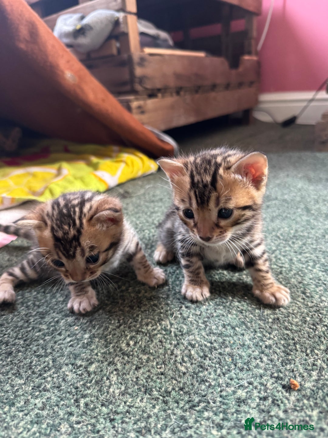 Bengal cats for sale: Bengal kittens  in Newark - Image 4