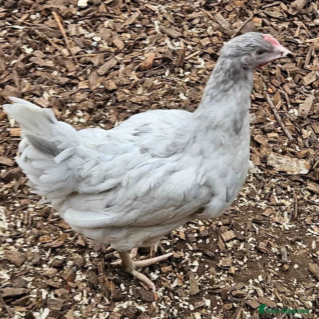 Chickens poultry for sale: Hybrid Hens Point of lay - Advert 7