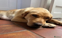 Labrador Retriever dogs for sale: Red Fox , Golden & White Labrador Pups  - Image 7
