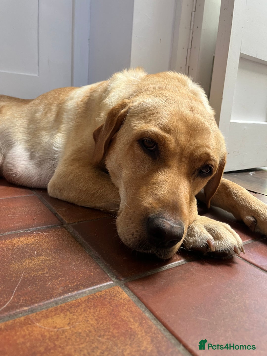 Labrador Retriever dogs for sale: Red Fox , Golden & White Labrador Pups  - Image 7