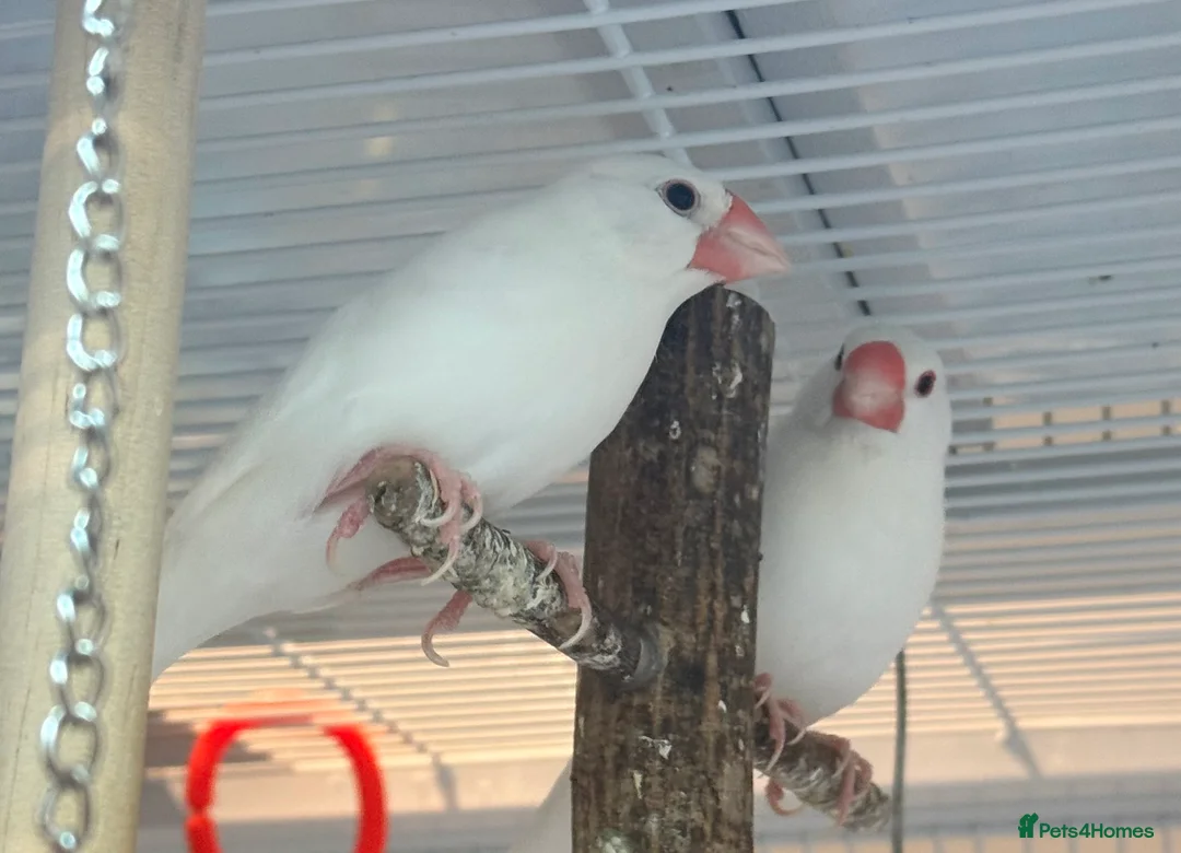 Budgerigars birds for sale: Bonded Pair 6 months old Java white sparrows  - Advert 5