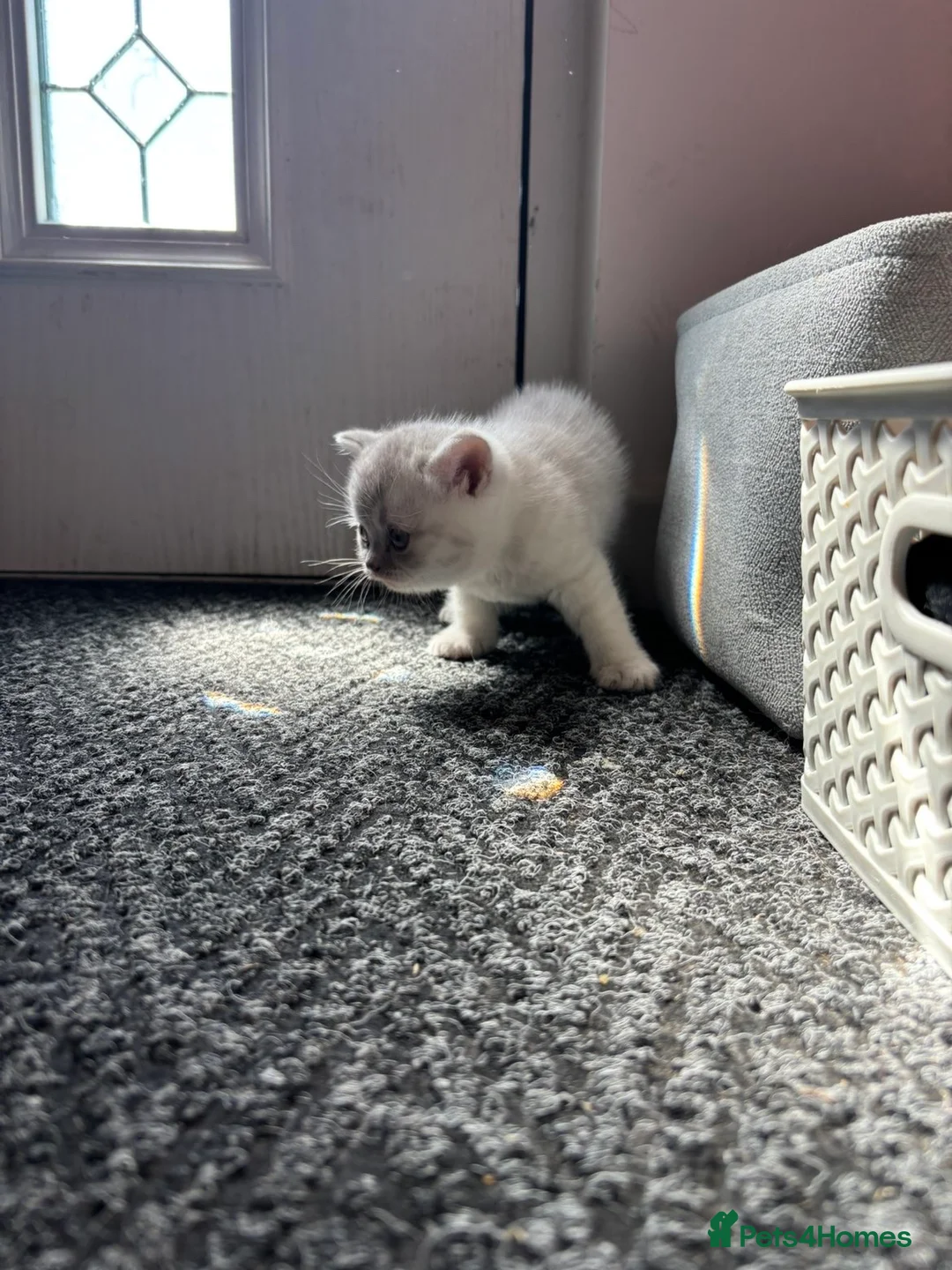 British Shorthair cats for sale: 2 British shorthair kittens  - Advert 5