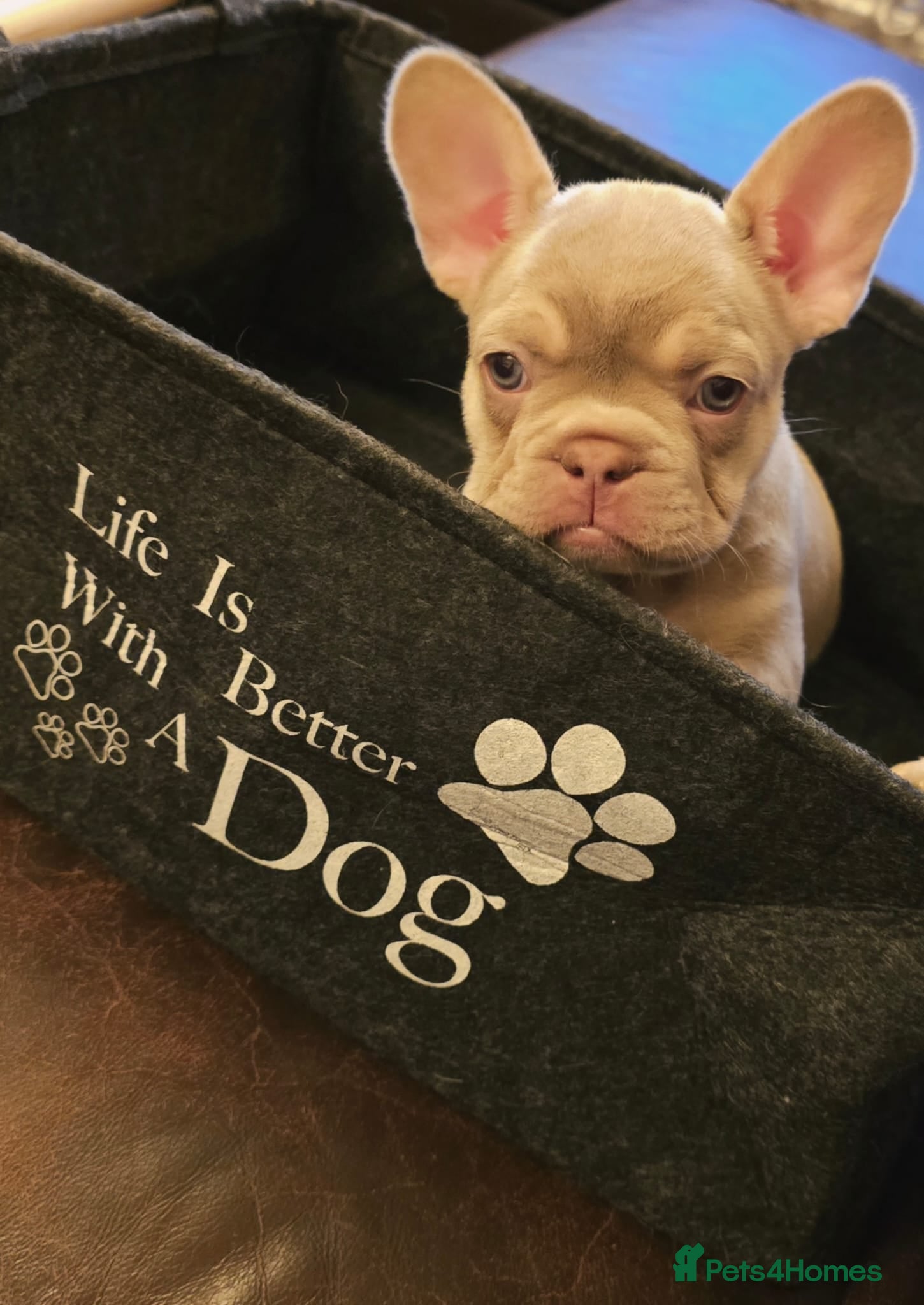 French Bulldog dogs Last 3 girls - reduced -Excellent quality Frenchie - Advert 3