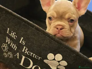 French Bulldog dogs Last 3 girls - reduced -Excellent quality Frenchie - Advert 3