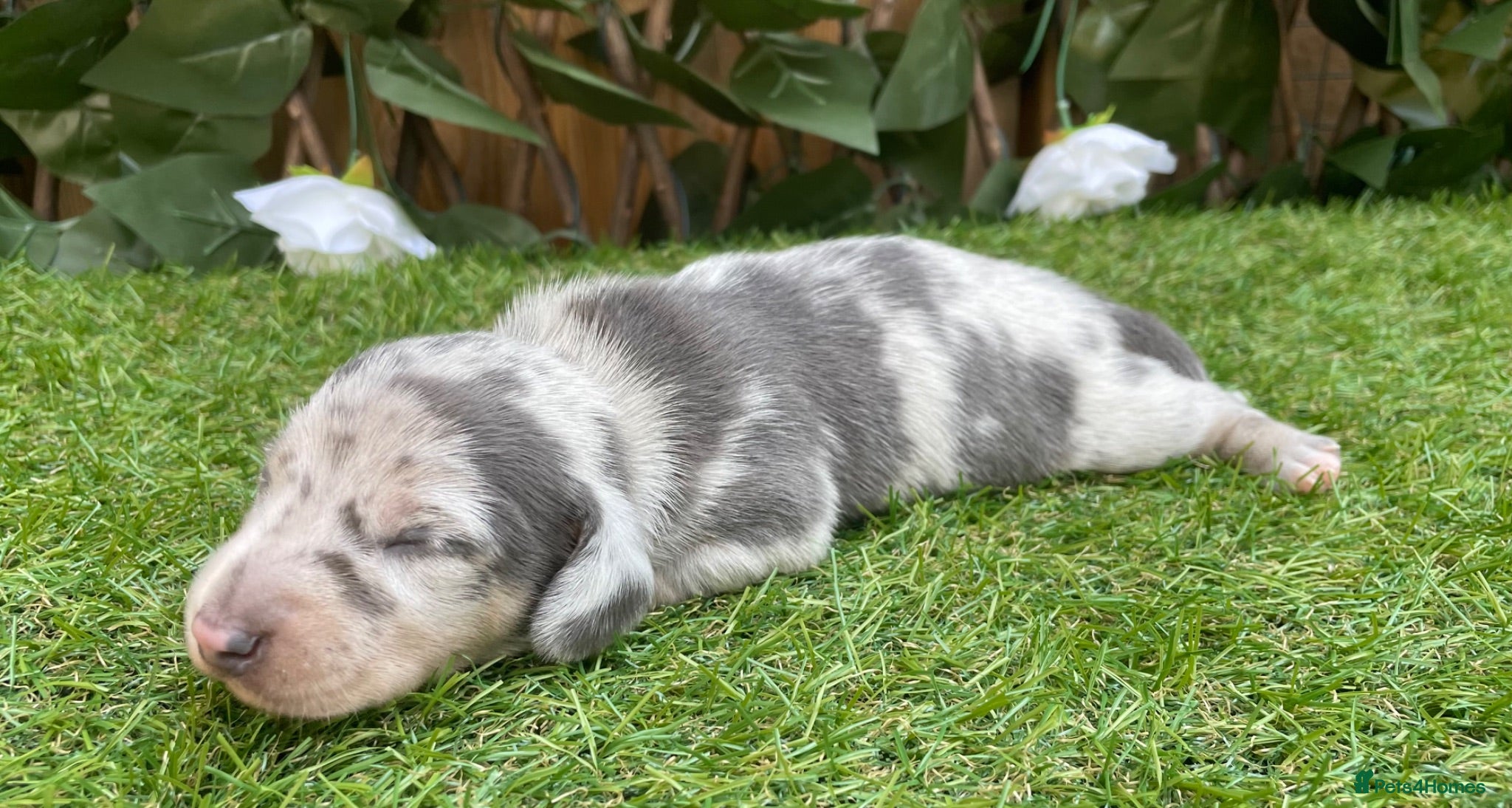 Miniature Dachshund dogs STUNNING KC MINIATURE DACHSHUNDS DAPPLE  - Advert 2