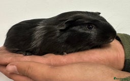 Guinea Pig rodents for sale: 7 week old babies, boys and girls available  - Image 2