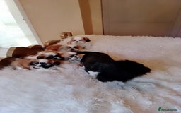 Shih Tzu dogs for sale: One shih Tzu boy - Image 3