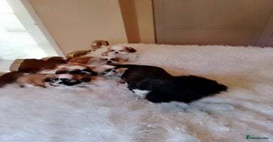 Shih Tzu dogs - Advert 4